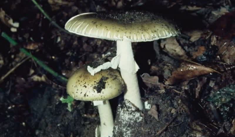 Growing Numbers of Death Cap Mushroom Poisonings a Serious Cause For Concern