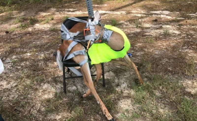 Georgia DNR Asking for Leads on Deer Killed Illegally and then Duct Taped to Sign