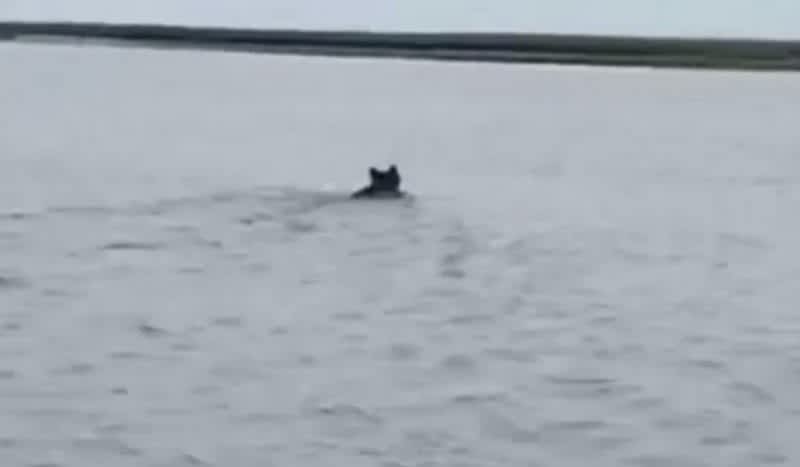 Video: Florida Bear Takes a Dip to Beat the Heat