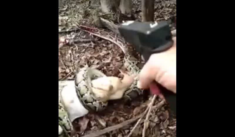 GRAPHIC VIDEO: Florida Woman Shoots Python With Glock To Save Her Goat