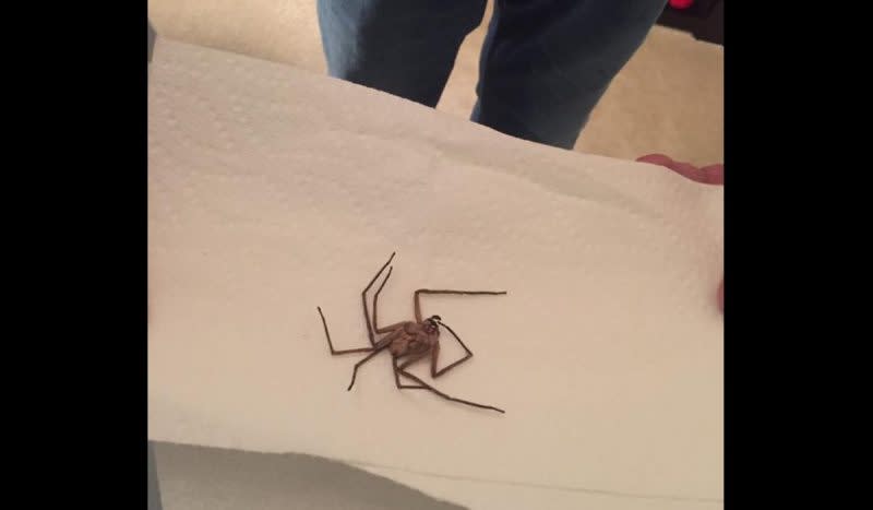 Mom Finds Giant Foreign Spider in Her Son’s Bedroom