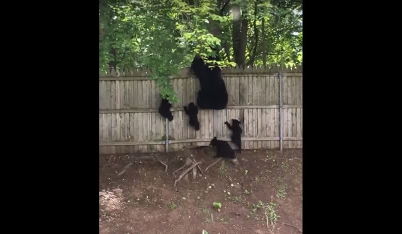 Video: Fugitive Bear Family Makes a Run for It Up and Over Fence