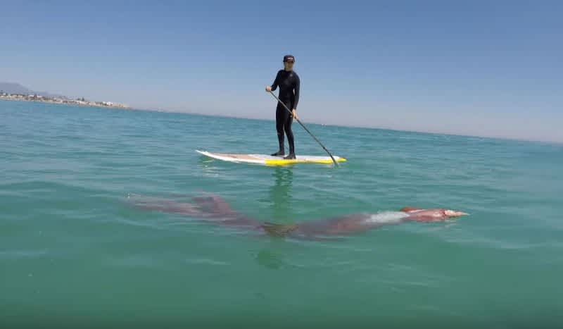 Video: Paddle Boarder has Rare Close Encounter with Giant Squid