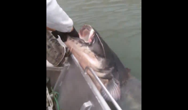 Video: Reeling in a Gigantic Wels Catfish Takes Time. . . and a