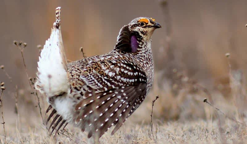 Sorry Wisconsin, No Sharp-Tailed Grouse Permits for You this Season