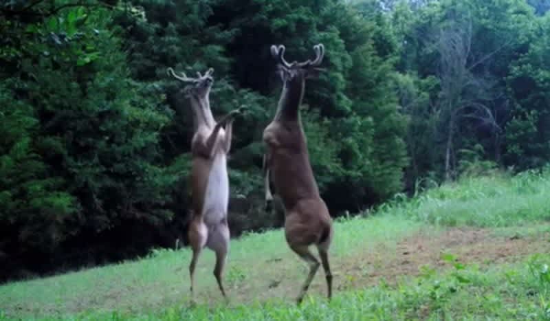 Video: Whitetail Bucks Doing Their Best McGregor Vs. Mayweather Impression