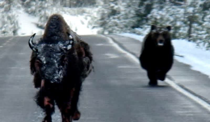 Video: Wild Photos Show Grizzly Bear Chasing Injured Bison in Yellowstone National Park