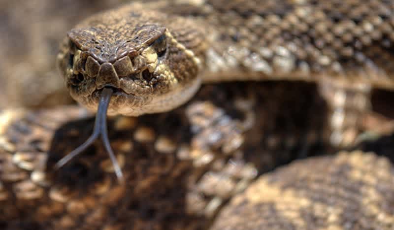 Video: Florida Man Kisses Diamondback Rattlesnake, Gets Tongue Bit And Hospitalized