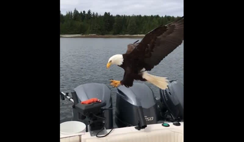 Slow Motion Video: Bald Eagle Provides Magical Moment for Boaters