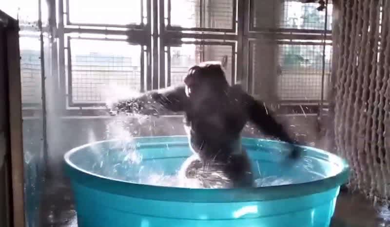 Video: Gorilla Gets Down and Boogies in the Shower