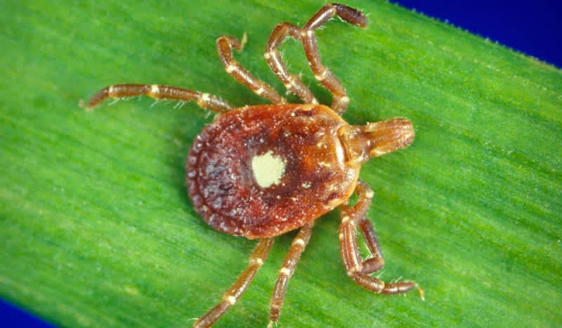 Bad News: A Tick that Could Give Us All a Meat Allergy is Spreading Like Wildfire