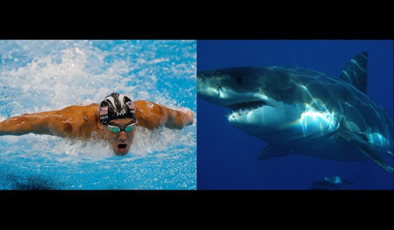 Video: Michael Phelps Will Race Great White Shark During Shark Week