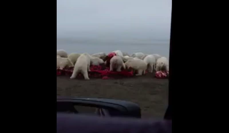 Video: Can You Count How Many Polar Bears are Feeding on this Whale Carcass?