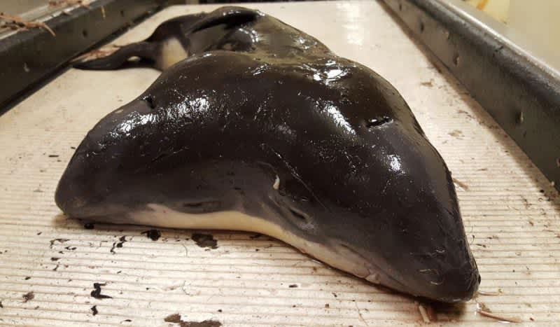 First Known Two-Headed Porpoise Discovered by Fishermen