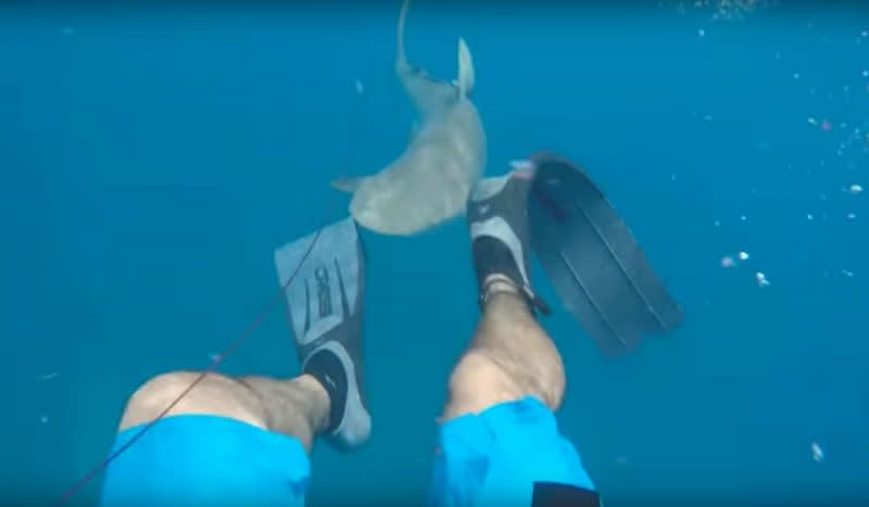 Video: Spear Fisherman Attacked by Reef Shark Near Florida Keys