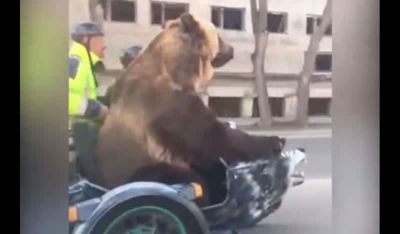 Video: Do Bears Always Ride Shotgun In Russia?