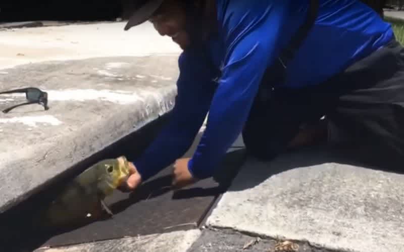 Video: Catching Big Fish in Sewers; Welcome to Florida