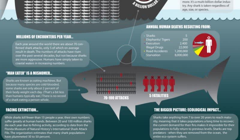 Infographic: Sharks Vs. Humans; Who’s The Real Threat?