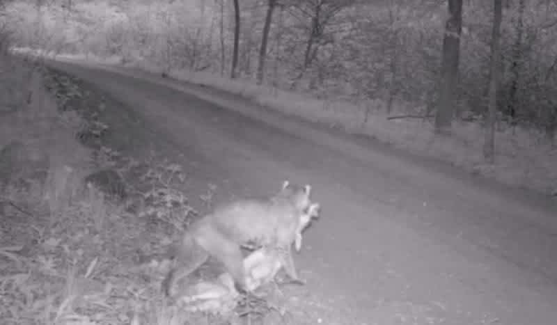 Video: Bobcat Pulls Off Thrilling Stealth Attack in Trail Cam Footage