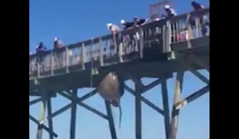 Video: Massive Stingray Catch Causes Scuffle on Boardwalk