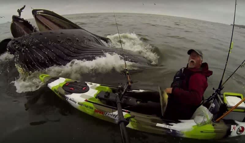Video: Kayaker Nearly Gets Swallowed by Humpback Whale