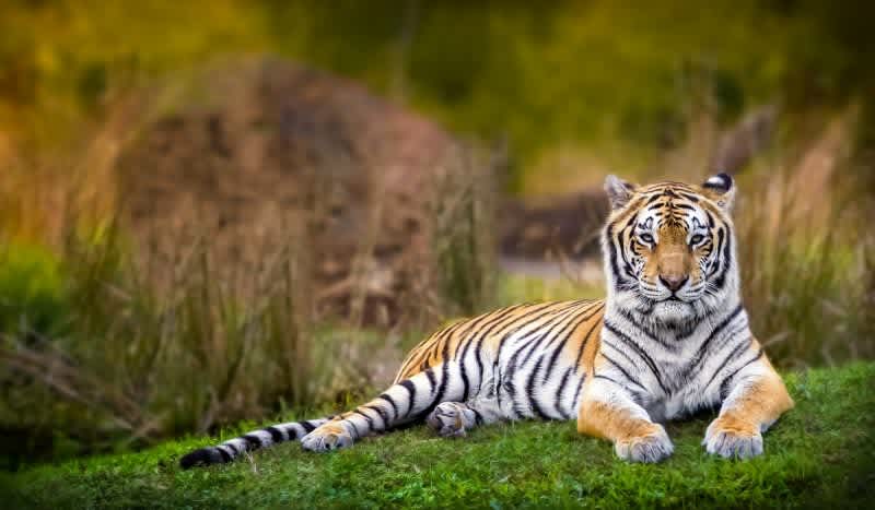 According to Researchers Tigers Are The Most Vengeful Animals on Earth