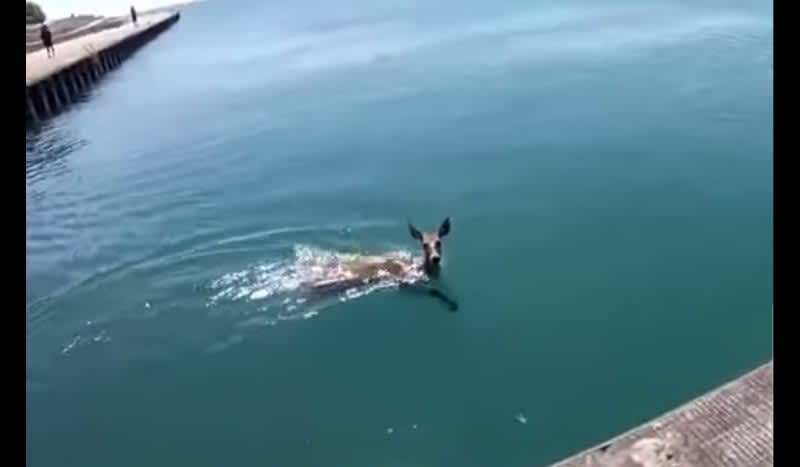 Video: Deer Swimming in Lake Michigan Near Uptown Chicago