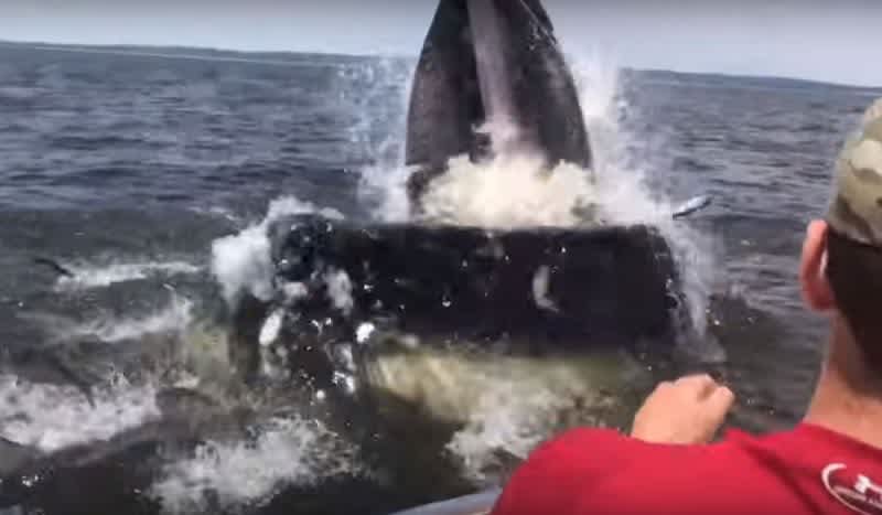 Video: Humpback Whale Breaches Way Too Close To Boat Off New Jersey
