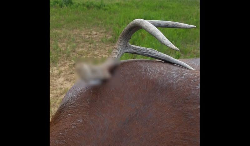 Video: Shed Hunting Accident Ends With Horse Impaled by Antler