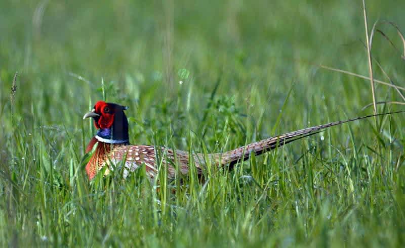 Pheasants Forever Releases Its 2017 Summer Pheasant Report