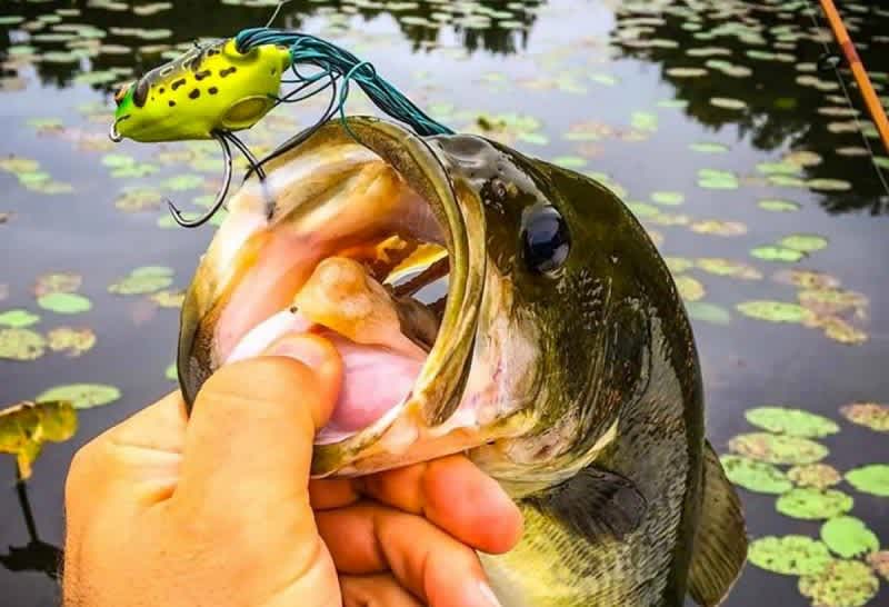 Up Your Odds by Fishing Topwater Frogs