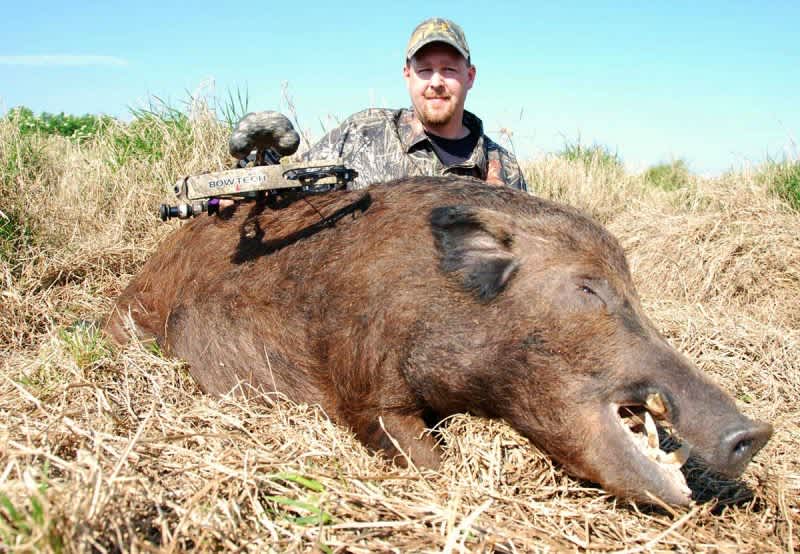 Cattle Ranch Boars — The Perfect Year-Round Pursuit