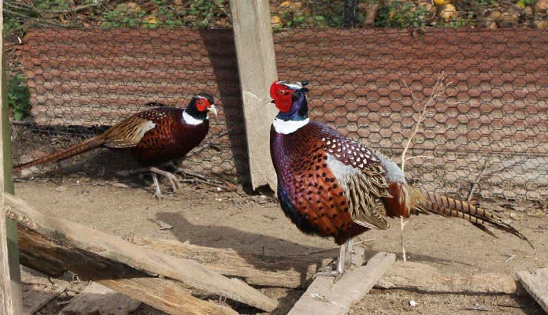 Know Someone Who Raises Gamebirds? Here’s Something They Must Consider