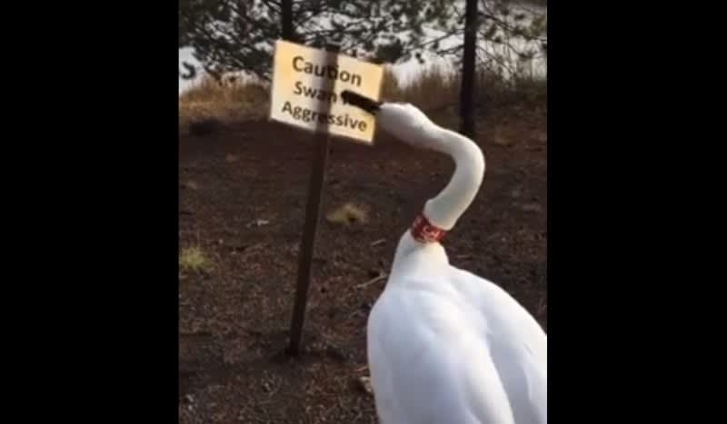 Video: Here’s What this Swan Thinks of Being Labelled ‘Aggressive’