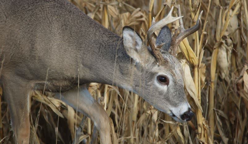 No Statewide Antler Point Restrictions a Good or Bad Thing for Michigan Deer Hunting?