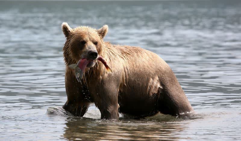 Live Video: Watch Bears Catch and Devour Sockeye Salmon on this Live Bear Cam