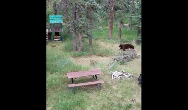 Best Video of the Month! Bear Kills Fawn While Husband and Wife Argue