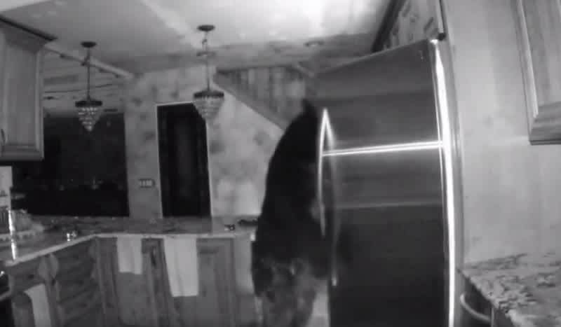 Video: Bear Raids Refrigerator While the Homeowner is Asleep Upstairs