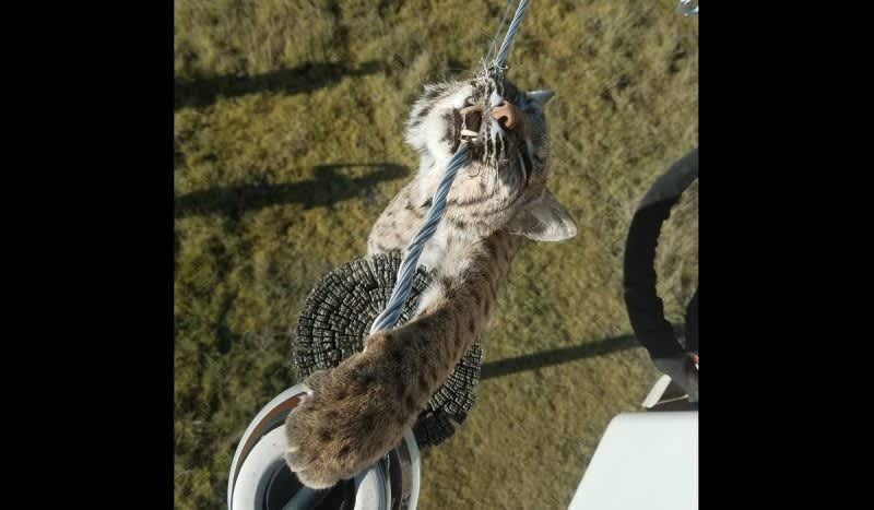 Shocking Photos: Bobcat Electrocuted After Climbing Electric Pole