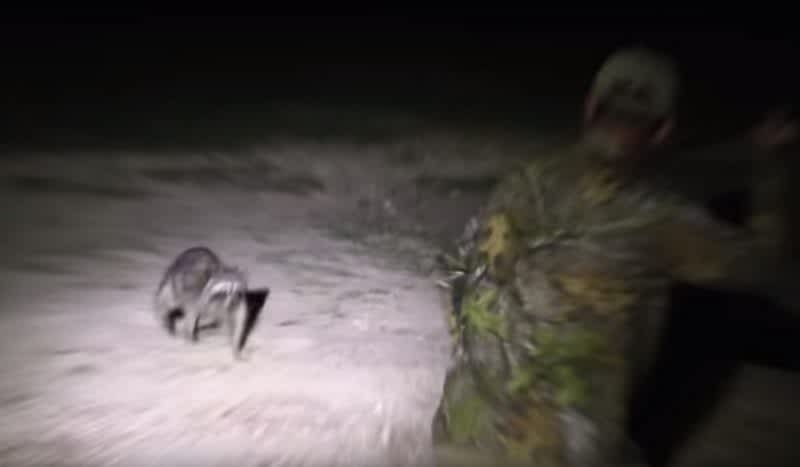 Video: Tim Wells Spears Charging Raccoon While Night Hunting Rabbits