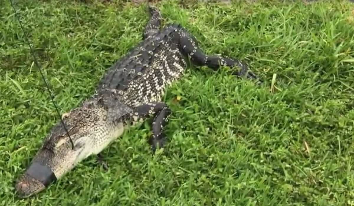 Video: Florida Man Kills Gator, Cuts Off Its Tail, Then Goes Door to Door Trying to Sell the Meat