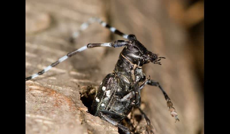 This Destructive Beetle Poses Big Threat to Michigan’s Maple Trees
