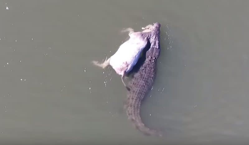 Drone Video: Massive Crocodile Drags a Cow Downriver