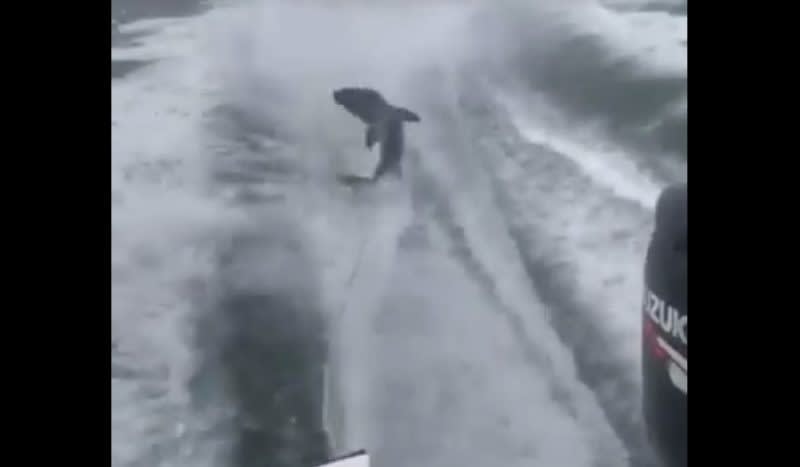 Official Investigation Underway to Catch Idiots Who Dragged a Shark Behind a Speedboat