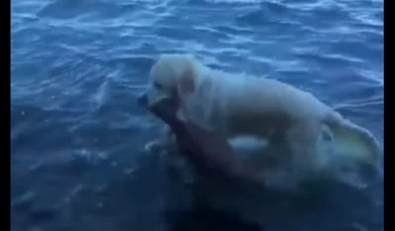 Video: Heroic Dog Rescues Drowning Fawn as Owner Cheers on from Shore