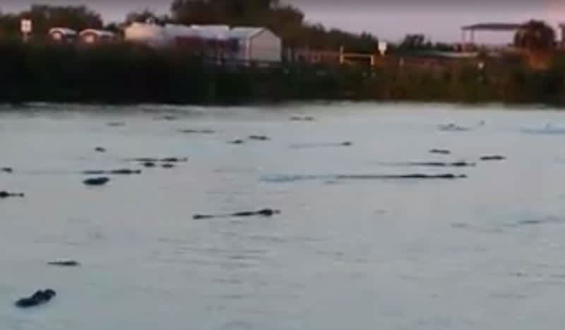 Video: Florida Lake Swarming with Dozens of Alligators