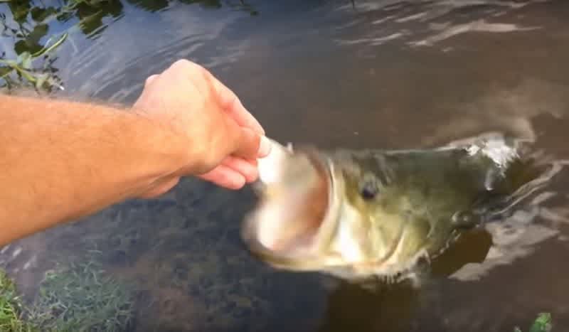 Video: Hand Feeding Turtles and Blind Bass . . . Just Another Day at the Lake