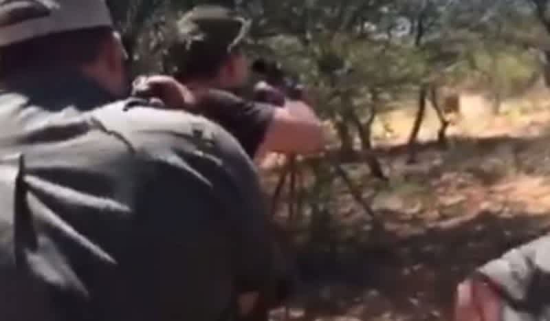 Video: Lion Ferociously Charges, Attacks Hunters; One Man Seriously Injured