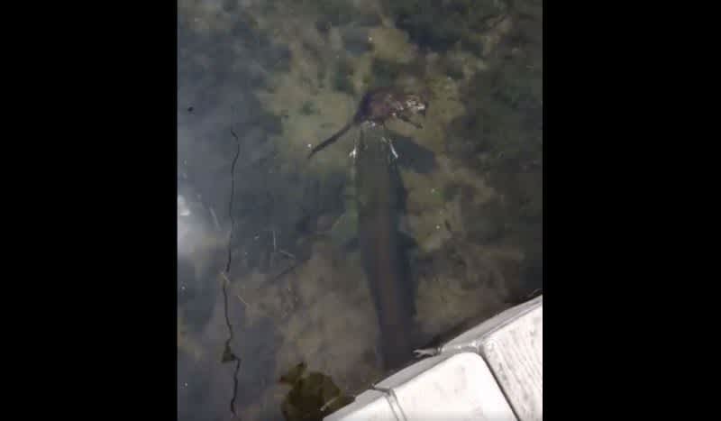 Video: Muskie Snacking on a Live Muskrat as Children Watch From Dock