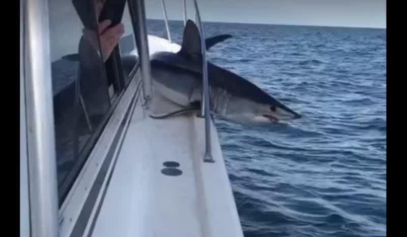 Video: Mako Shark Jumps on Boat and Gets Wedged in the Railing